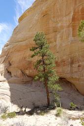 Tree and rock composition [fri may 27 11:28:02 mdt 2022]